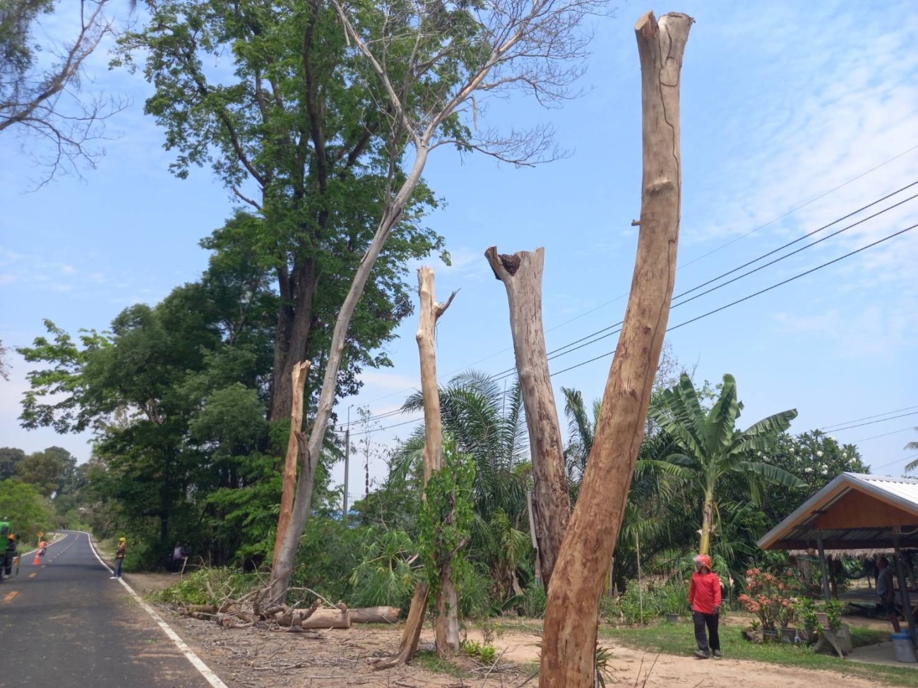 งานป้องกันและบรรเทาสาธารณภัย ดำเนินการตัดต้นไม้บริเวณริมถนน บ้านกุดเชียงมุน เพื่อป้องกันอันตรายแก่ประชาชนผู้ใช้รถใช้ถนนสัญจร